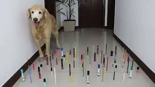 Obstacle challenge CAT vs DOG