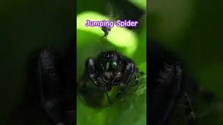 Jumping Spider Tries&hellip;. #jumpingspider #macrovideo