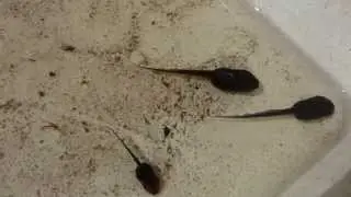 Perons Tree Frog Tadpoles (Litoria peronii) - Tail Movements