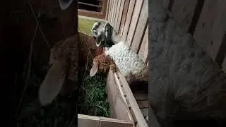 How to construct cheap goat farming shed/ asan tarika bakro ke liye rehne ghar