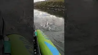 stripe bass close quarters action at the california delta