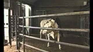 Master Cattle Transport (BQA)