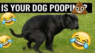 This Simple Habit Could Save Your Dog&rsquo;s Health