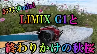 お写歩mini【LUMIX G1と終わりかけの秋桜】