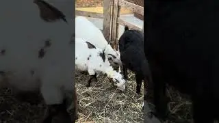 #funny #cute #animal #farm