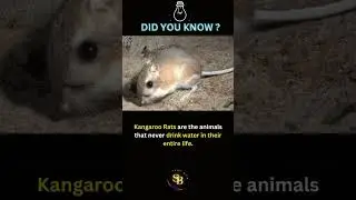 Facts about Kangaroo Rats 🐀💯. #facts
