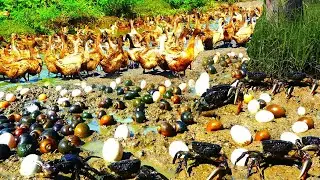 OMG!! Best Fishing of 2021 - Amazing Girl Catching Very Big Fishes & Egg in Dry Season