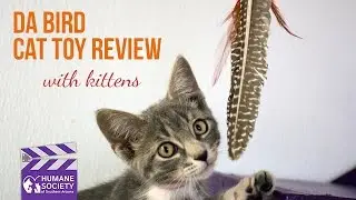 HSSA Kittens Review Da Bird Cat Toy