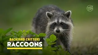 Backyard Critters | Raccoons