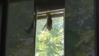 #bat#bats#batman#bruce#brucewayne#dc#madison#wildlife#wildlifeanimals#crawling#animal #animalsreels