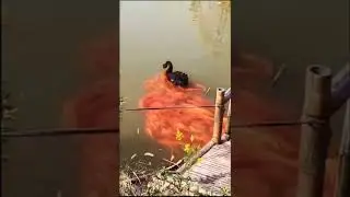 Fish swim behind the black swan #shorts #funny #animals