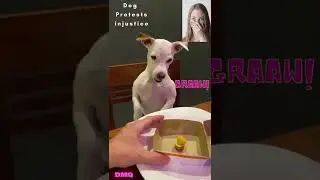 Funny Dog Video | Dog Protests INJUSTICE! #SHORTS