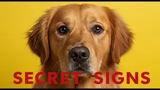 7 Warning Signs Your Dog&rsquo;s Behavior Isn&rsquo;t What You Think
