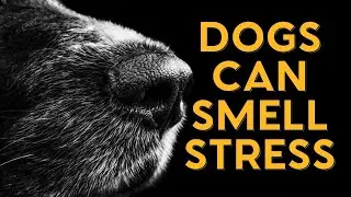 How Dogs Can Smell Your Stress!