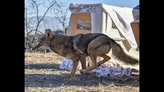 A Peek Inside California Wildlife Center's ICU