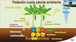 Fertilizaci&oacute;n y Nutrici&oacute;n del Cultivo de Banano