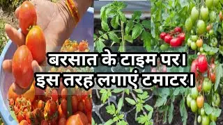 GROW TOMATOES FROM SEEDs AT HOME. टमाटर बीज से उगाएं. How to Grow tomato . Tomato plant #viralvideo