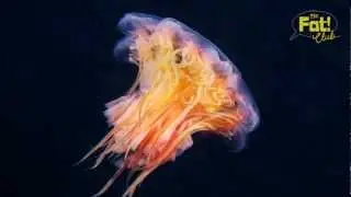 SBTRKT feat. Sampha - Hold On (Burnski Desert Edit)