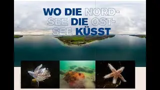 TAUCHEN in D&auml;nemark im kleinen Belt bei Gammel &Aring;lbo - TauchenOnTour 2023