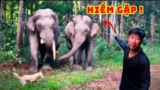 Hiếm gặp: Hai con voi rừng xuất hiện cùng lúc tại xã Thanh Sơn