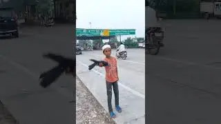 jag se begaana 🤗 pigeon training video #kabutar #pigeon #birds #shortsfeed #shorts
