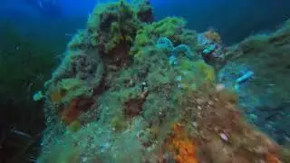 Miomo - Etoile de mer épineuse