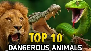 World&rsquo;s Deadliest Animals &ndash; Top 10 Countdown