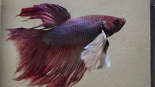 This Fish Proves Nature Is an Artist