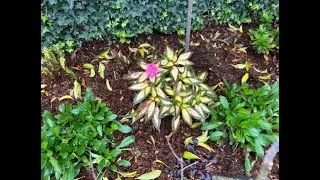 This Week in the Garden:  Walking around a very soggy garden here in SoCal (S4.E4)