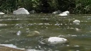 Environmental Impact of Plastic Water Bottles