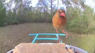 How Birds Find Their Food | Amazing Bird Feeding Strategies!