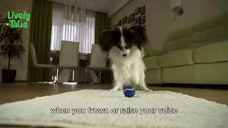 How Dogs Understand Human Emotions | Amazing Dog Psychology