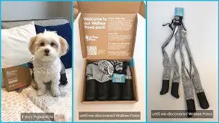 Finally dog boots that are easy to get on and stay on |Try new Deluxe Walkee Paws Dog Boot Leggings