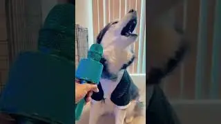 Husky on autotune