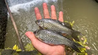 GANASNYA TARIKAN IKAN WADER BABON DI ARUS DERAS❗️❗️|| Full Strike Boskuuu👍