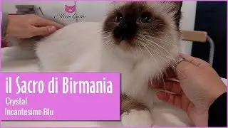Il gatto Sacro di Birmania: Crystal di Incantesimo blu