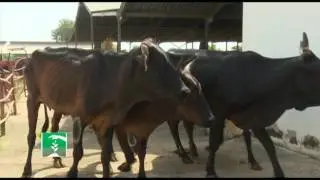 FM  THE NAGARI EXAMPLE 201216