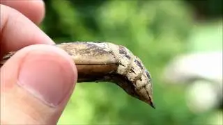 Pupa Power