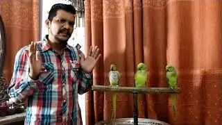 Why Parrot Moult or Loose feather? | Part-3 | Urdu / Hindi | PBI Official