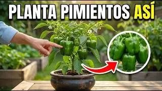 Plant&eacute; Pimientos Con Este Truco y Ahora Cosecho Todo el A&ntilde;o