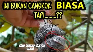 PALING  🤩 cepat mengeluarkan akar CANGKOK durian