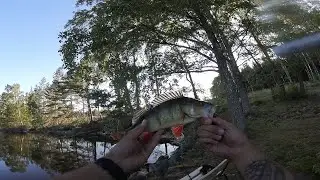 Perch fishing lake Viken Sweden Part 2/3