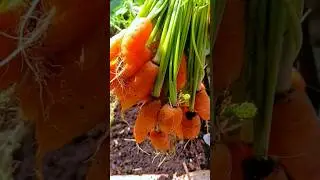 Growing BABY CARROTS 🥕 from seed ( Balcony garden)