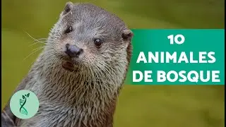 10 ANIMALES del BOSQUE 🦌 (Animales Que Viven en los Bosques)