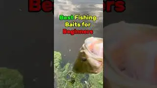 Best Fishing Baits For Beginners!