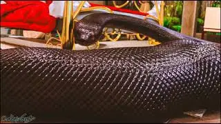 Anaconda: Incarnation - Scar's Snacks 1 - 109 Vore Animation