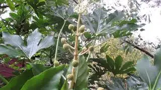 Fatsia Trees produce Exotic Blooms in Canada
