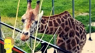 GREATER VANCOUVER ZOO TOUR