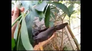 cara mengatasi penyakit daun pohon pule