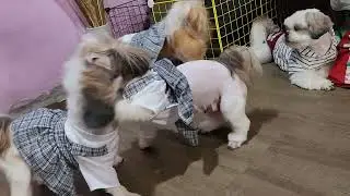 pertengkaran keluarga Anjing